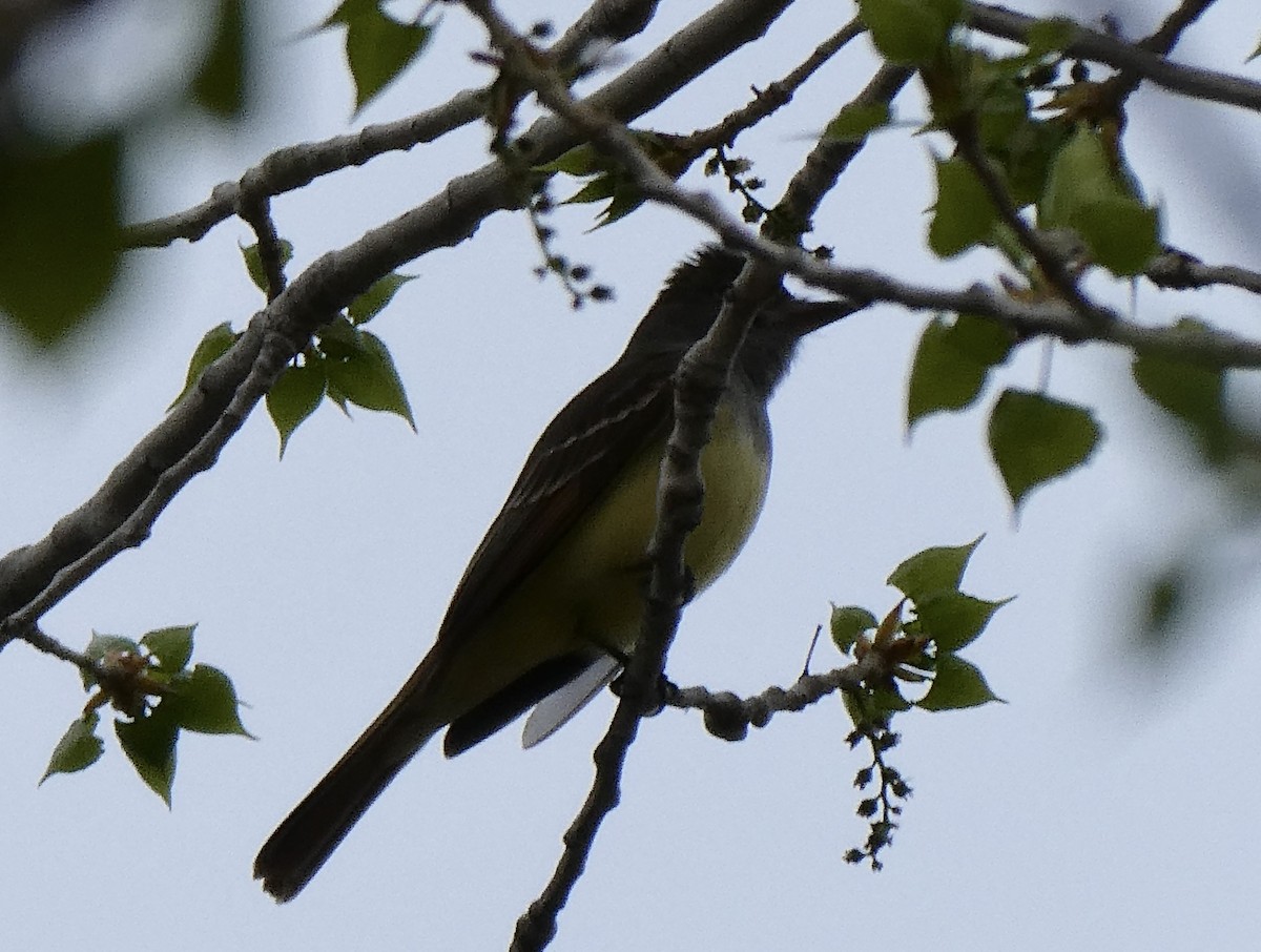 Great Crested Flycatcher - ML567226841