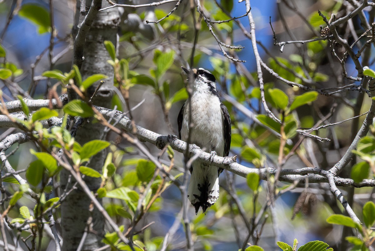 Downy Woodpecker - ML567228531