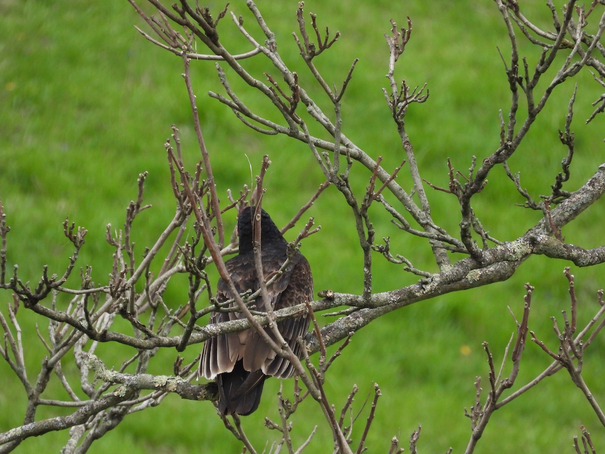 Turkey Vulture - Tristan Phillips