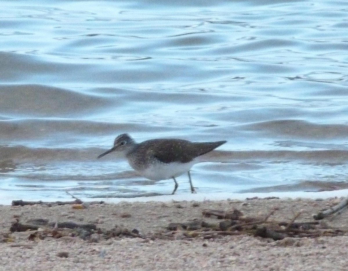 Solitary Sandpiper - ML56722971