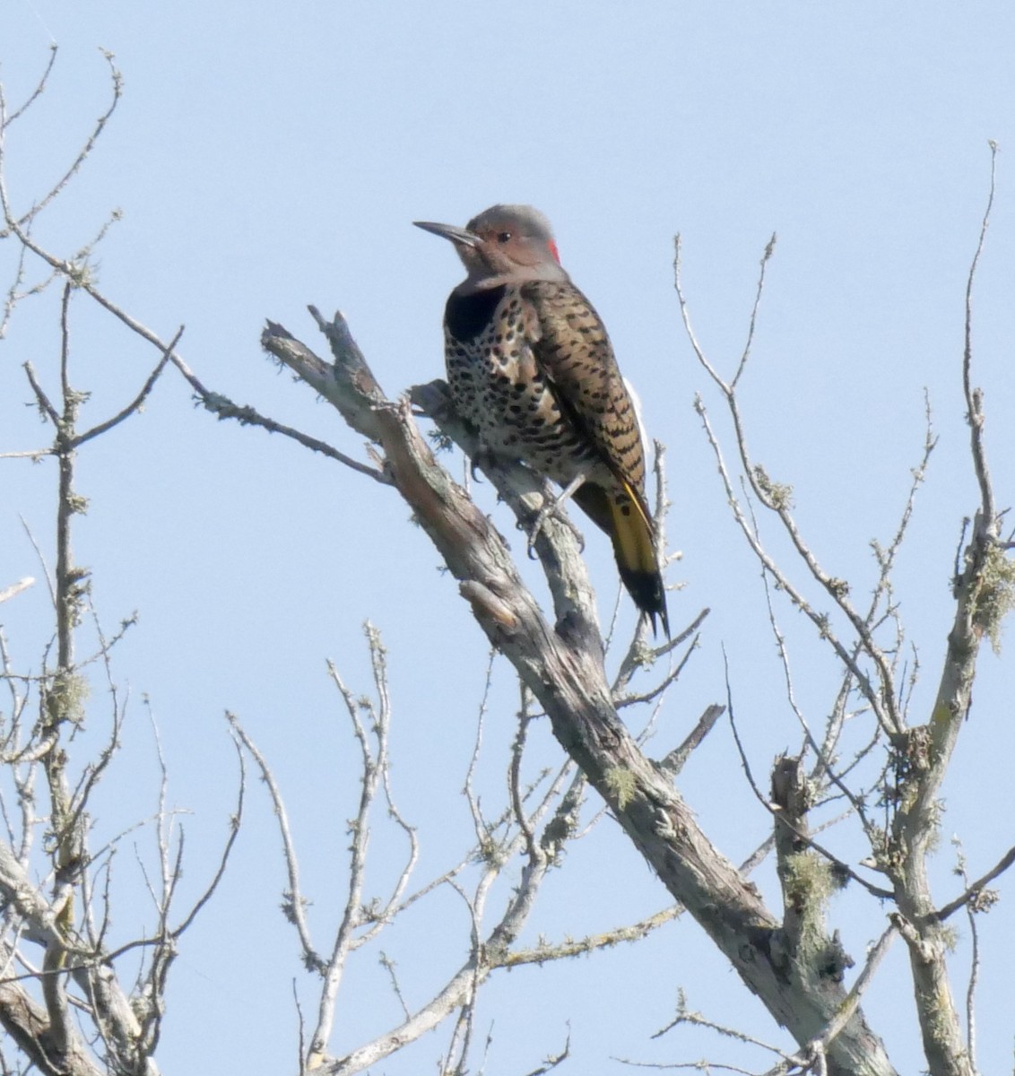 Northern Flicker - ML567229991