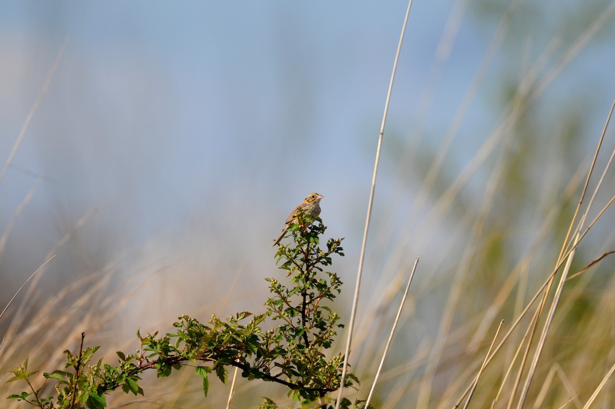 Henslow's Sparrow - ML567231271