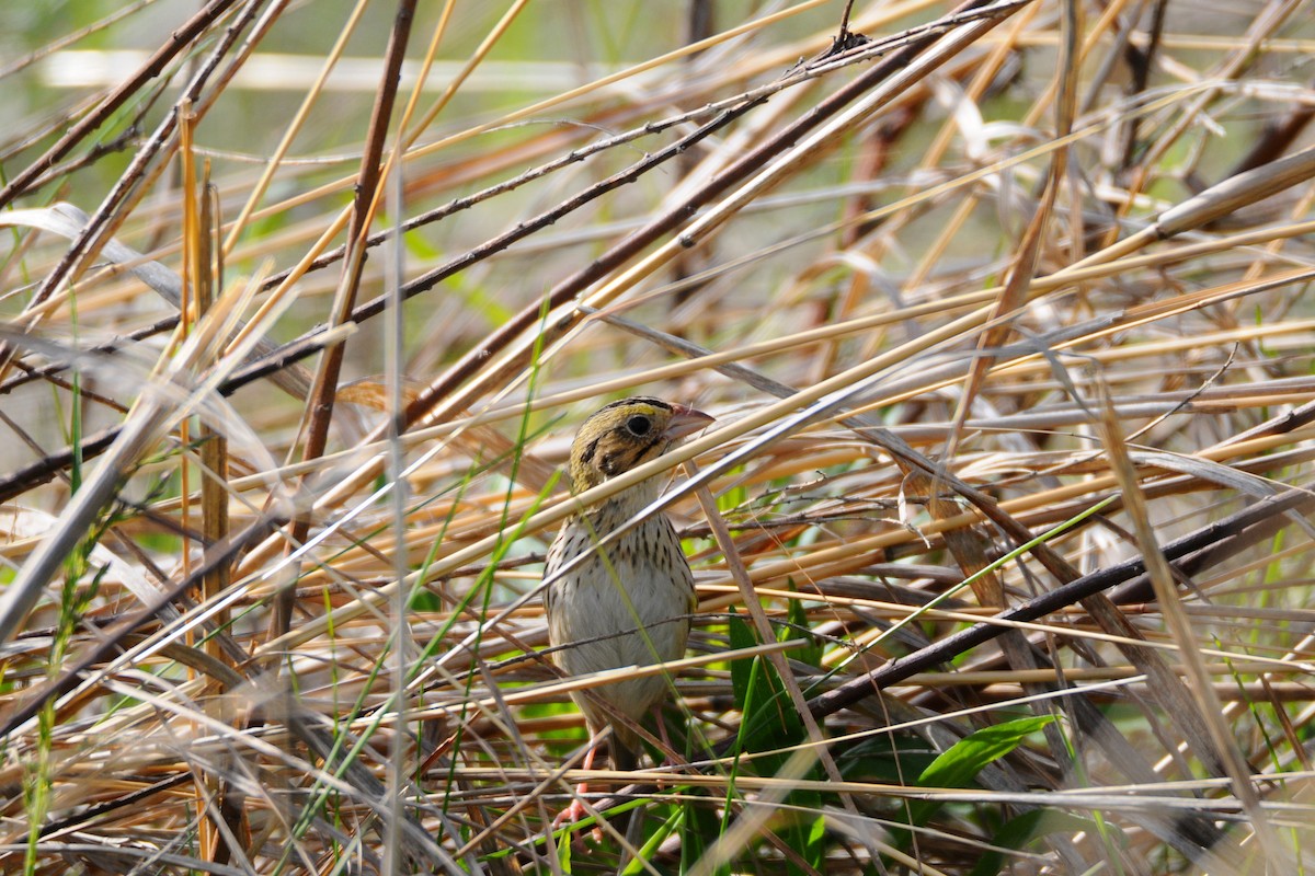 Henslow's Sparrow - ML567231281