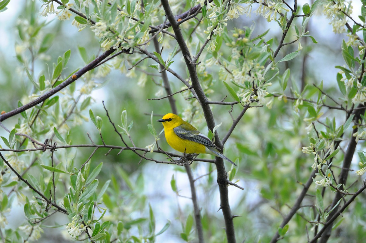 Blauflügel-Waldsänger - ML567232121