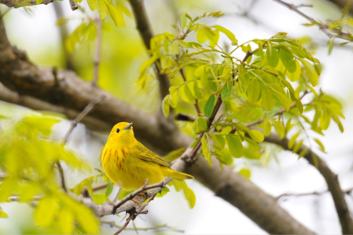 Northern Yellow Warbler - ML567232611
