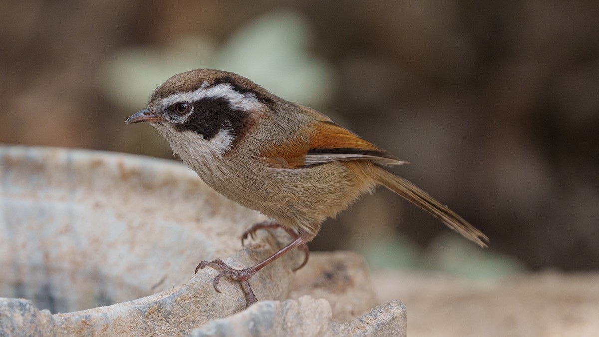 White-browed Fulvetta - ML567232881