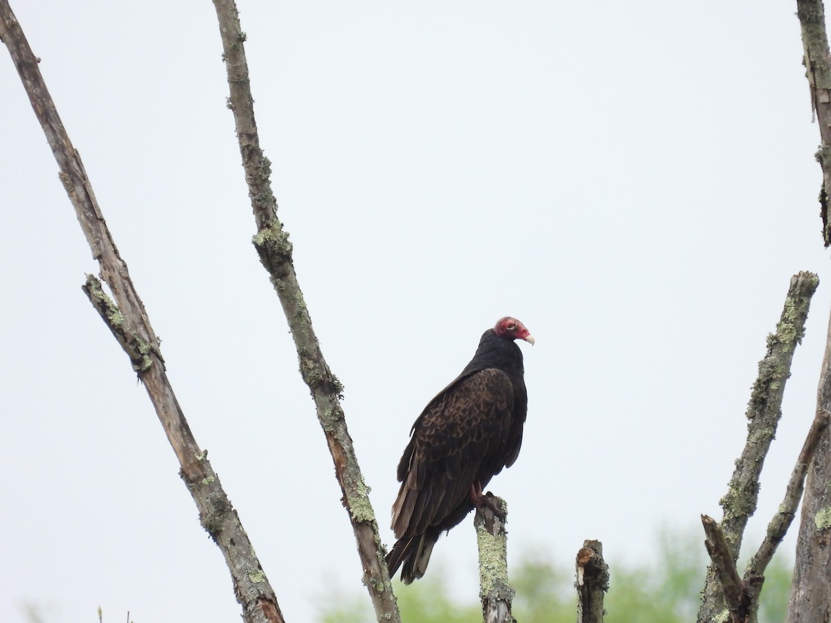 Urubu à tête rouge - ML567234701