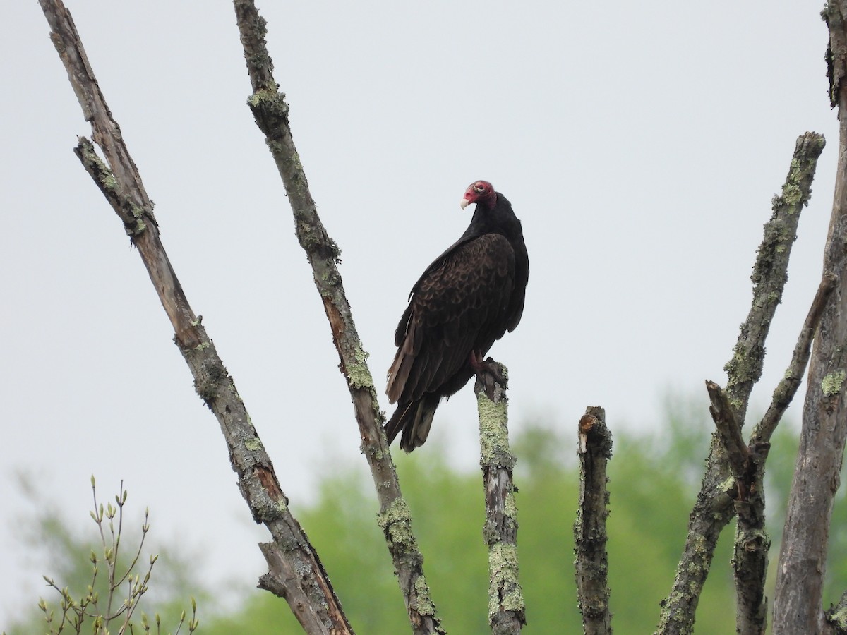 Urubu à tête rouge - ML567234721