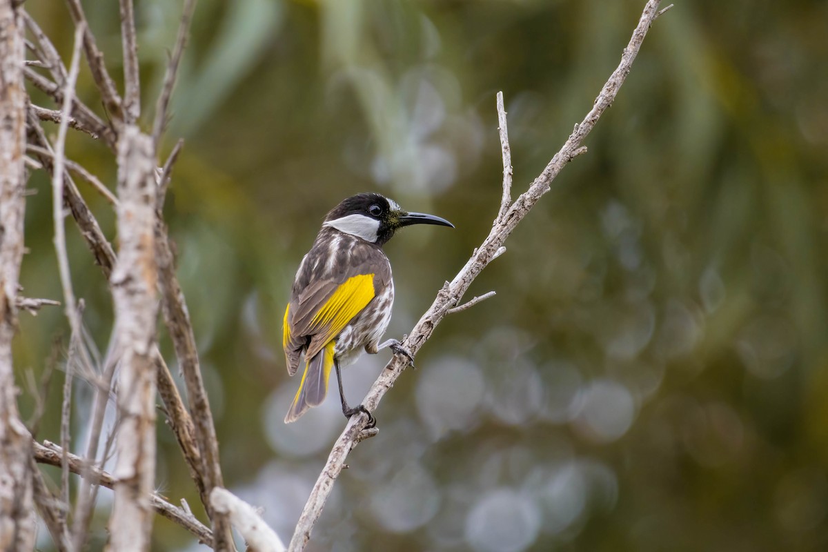 White-cheeked Honeyeater - ML567235481