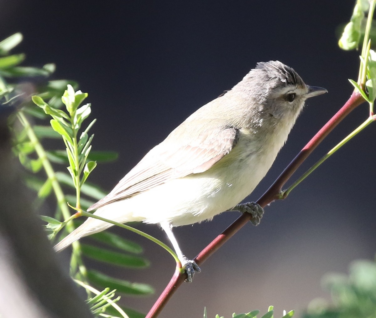 Warbling Vireo - ML56723751