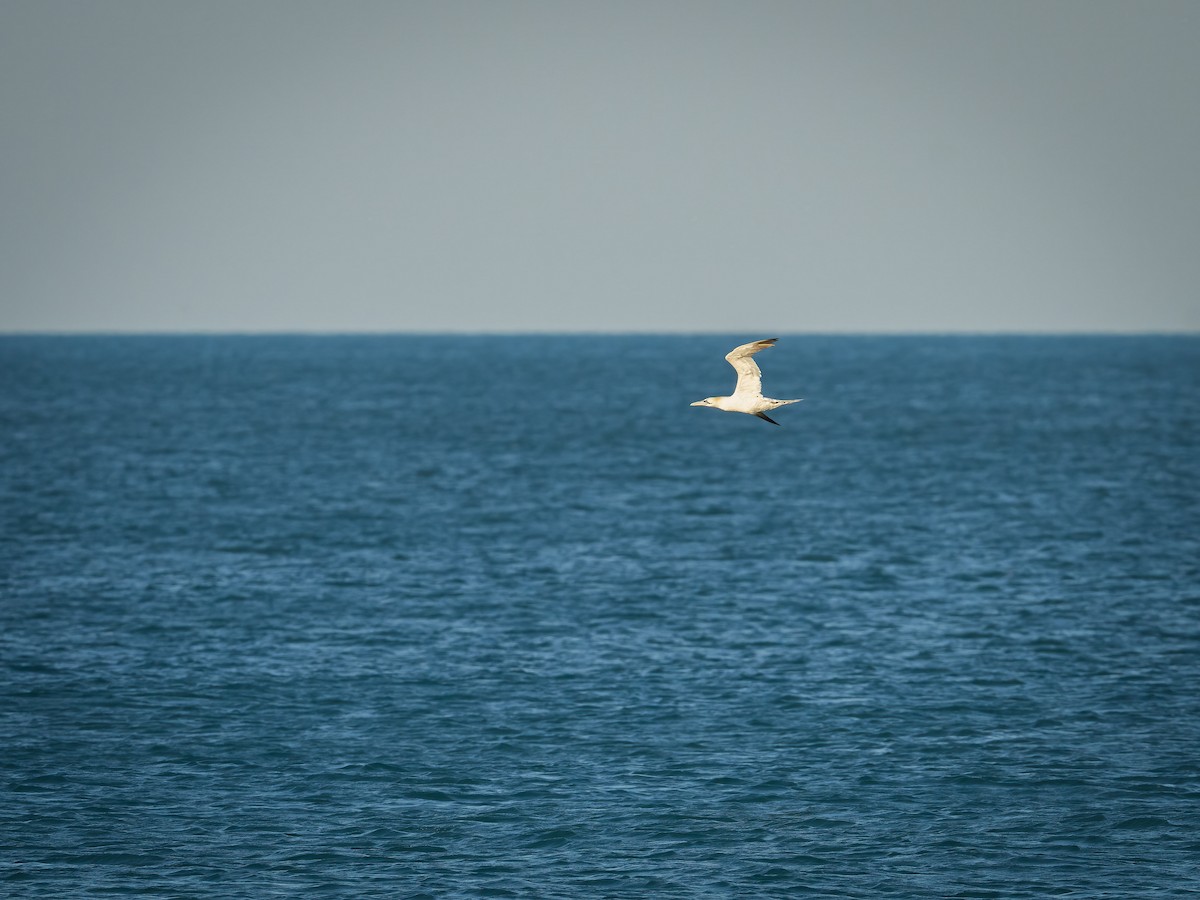 Northern Gannet - ML567237801