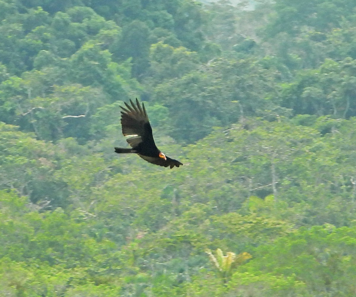Greater Yellow-headed Vulture - ML567238761