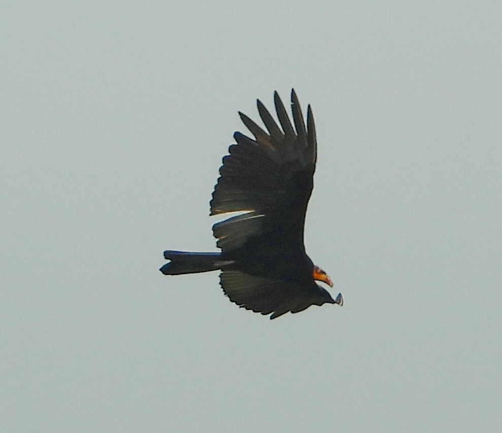 Greater Yellow-headed Vulture - ML567238821