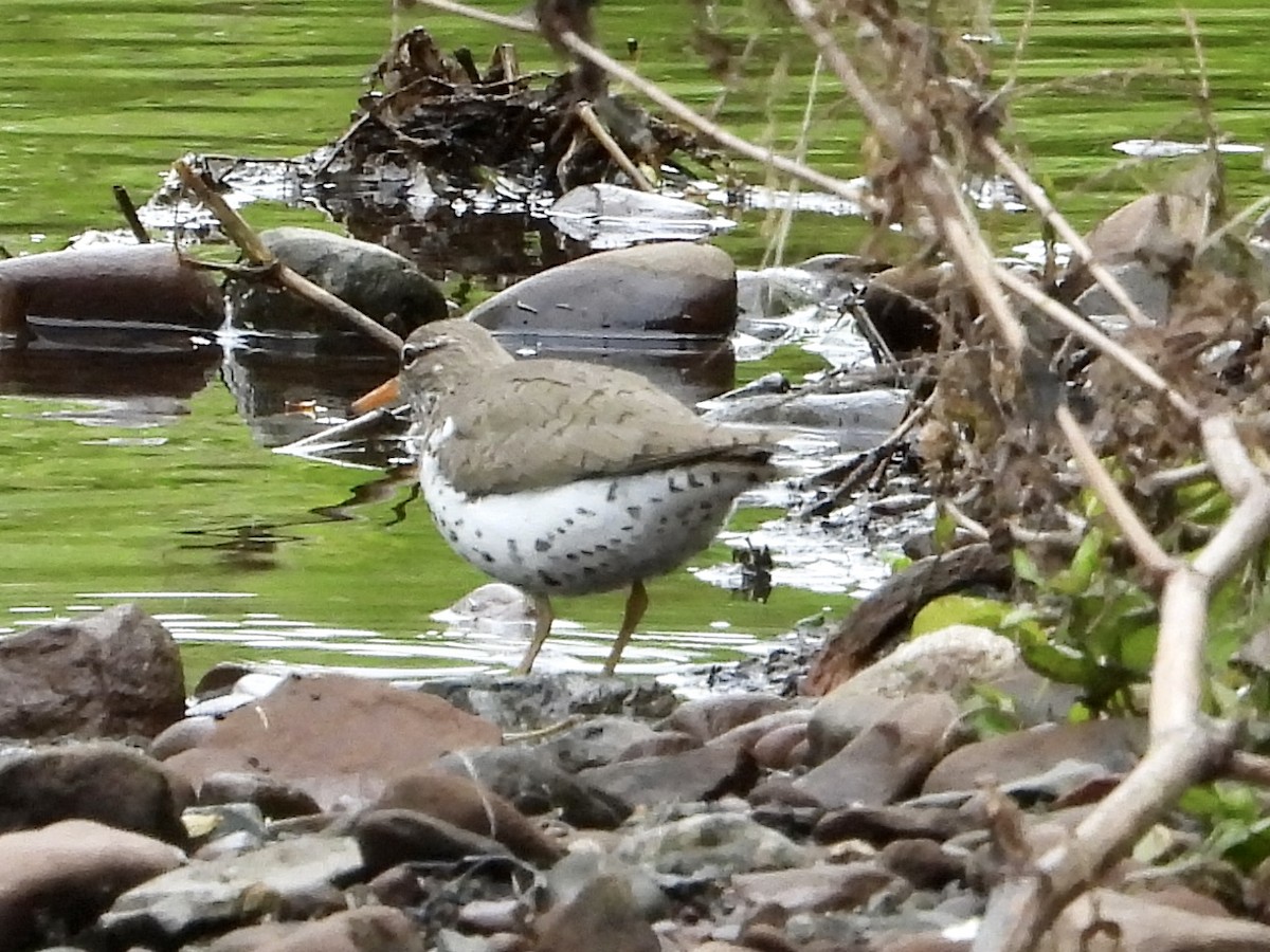 Spotted Sandpiper - ML567240481