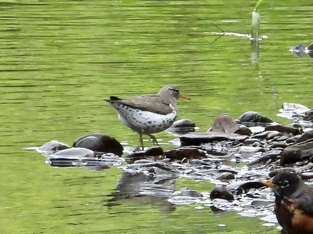 Spotted Sandpiper - ML567240491