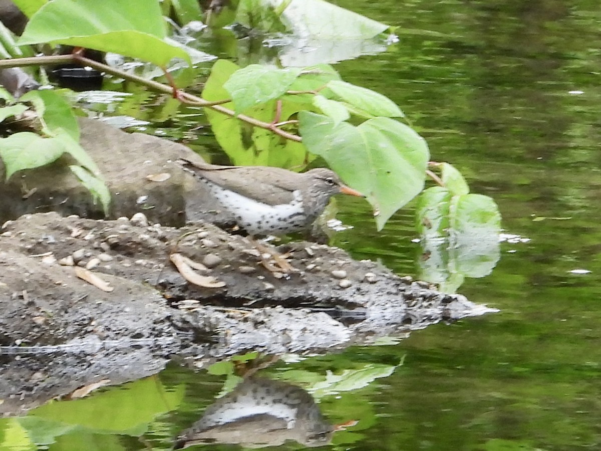 Spotted Sandpiper - ML567240501