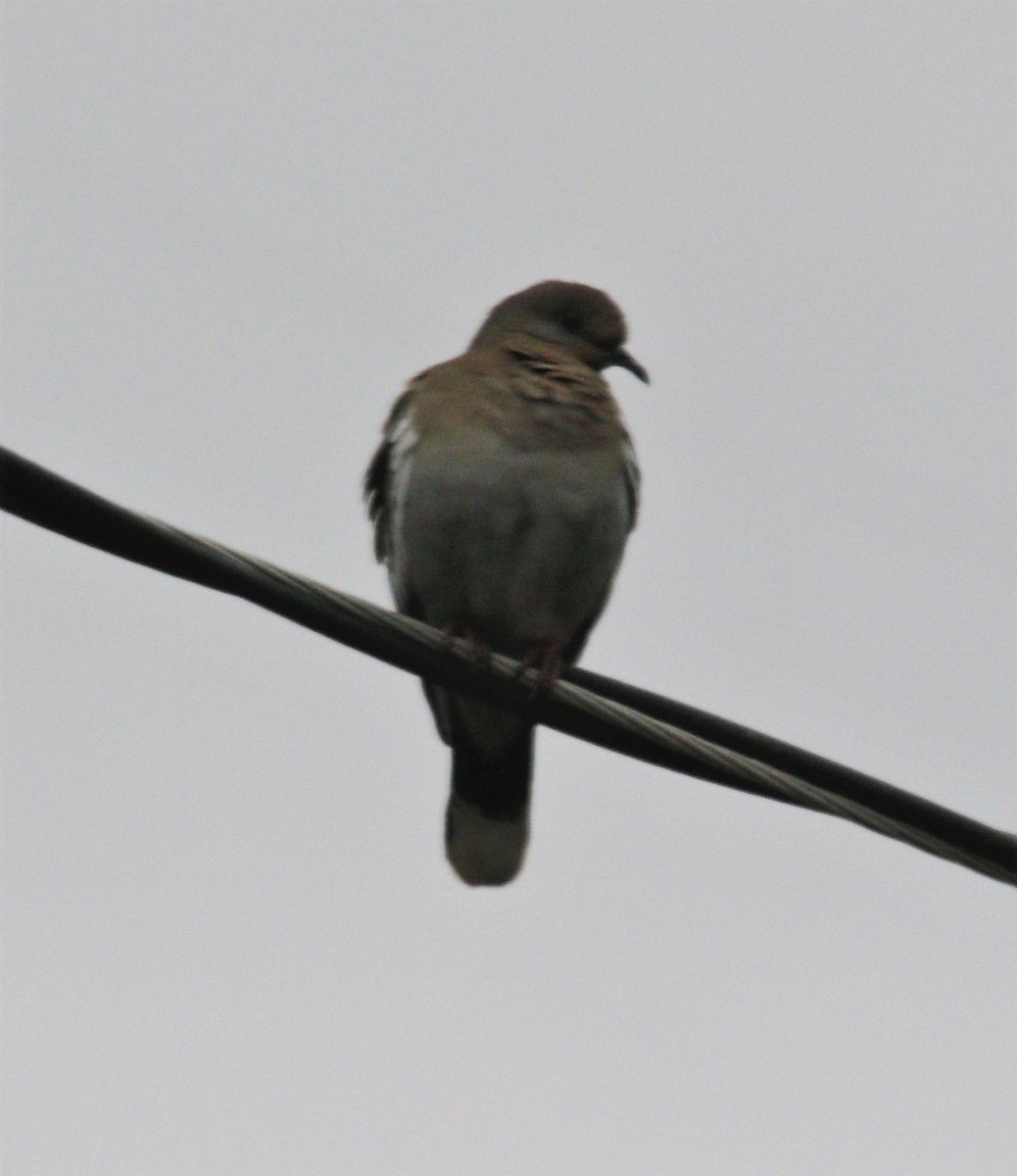 White-winged Dove - ML567241071