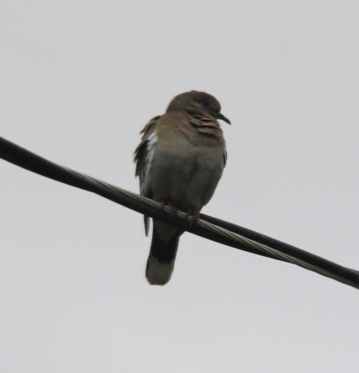 White-winged Dove - ML567241091