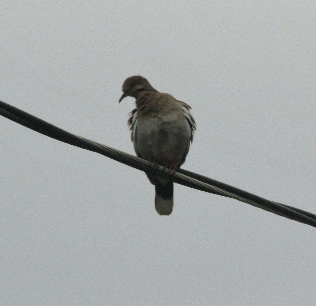 White-winged Dove - ML567241101