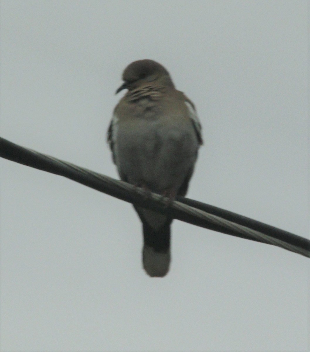 White-winged Dove - ML567241111