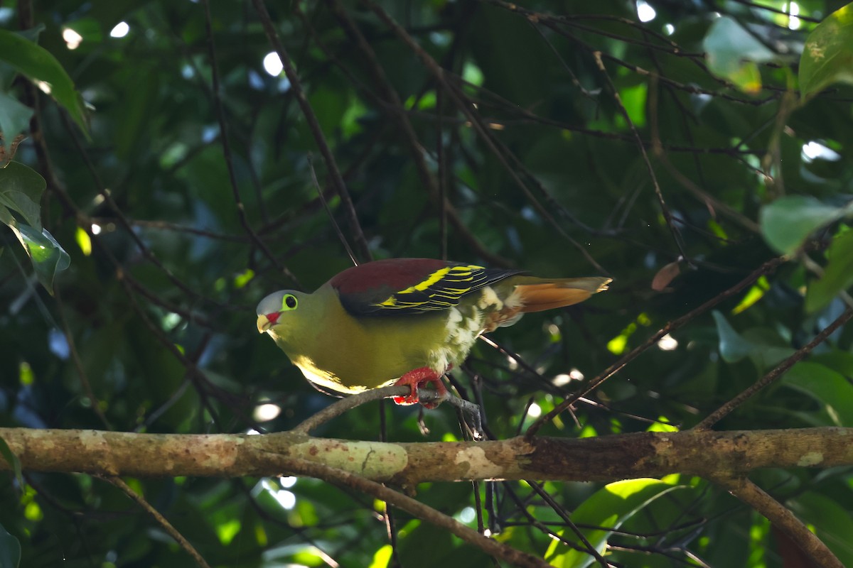 Thick-billed Green-Pigeon - ML567241461