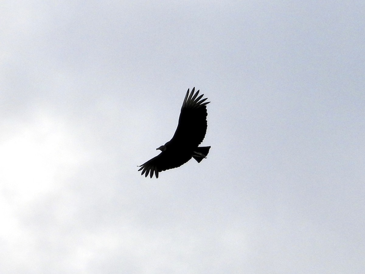 Black Vulture - ML567242141