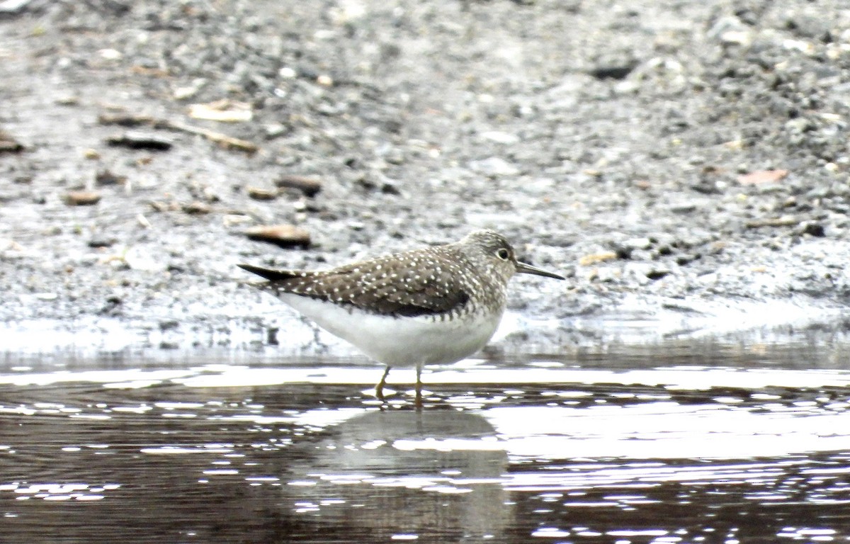 Solitary Sandpiper - ML567242281