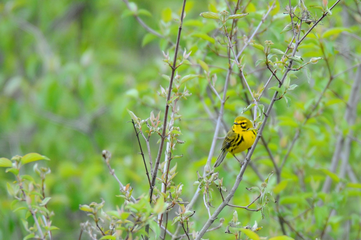 Prairie Warbler - ML567242311