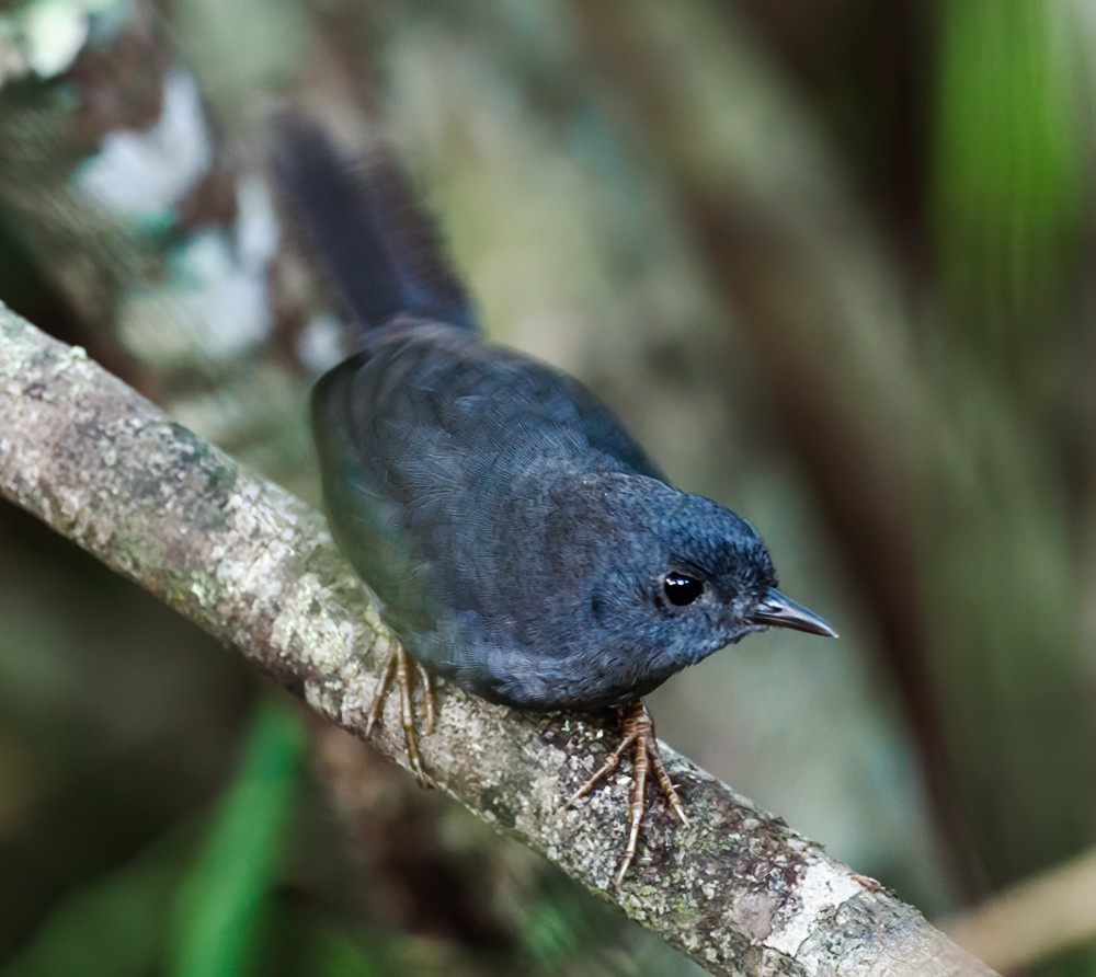 Diamantina Tapaculo - Nick Athanas