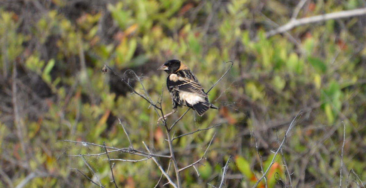 bobolink americký - ML567243461