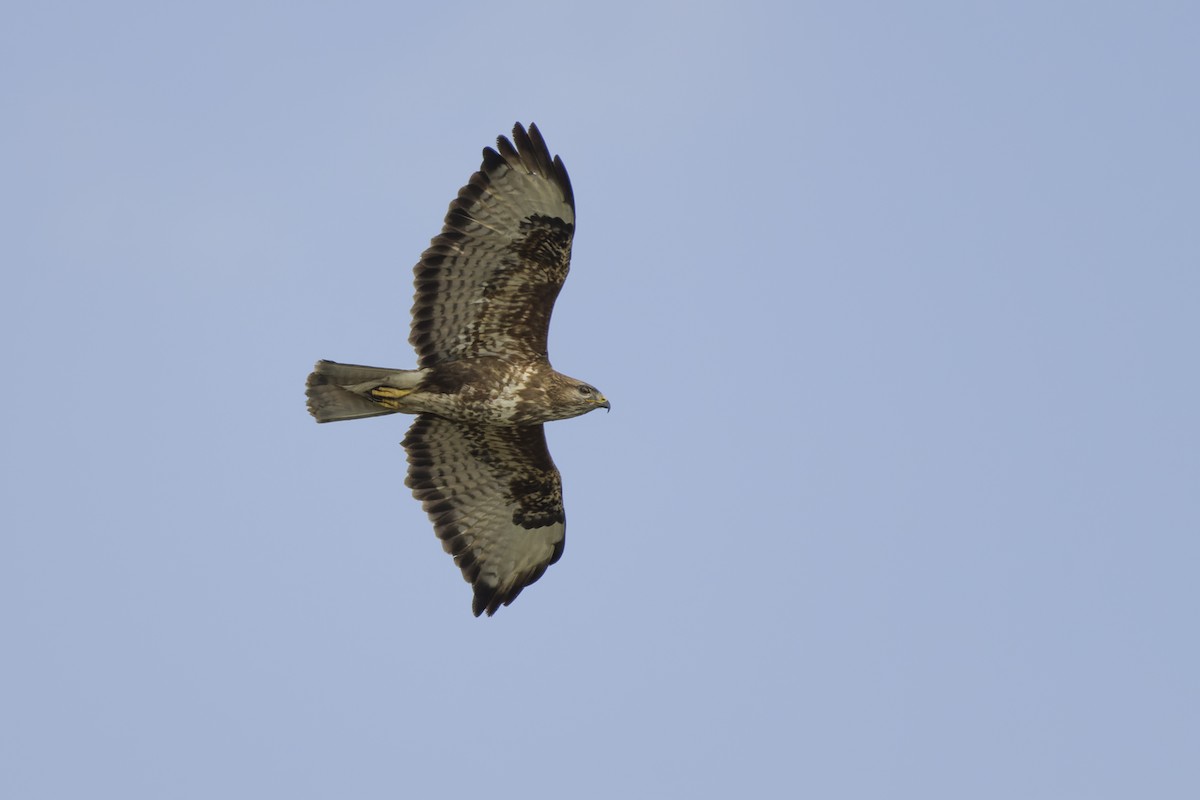 Common Buzzard - ML567243821