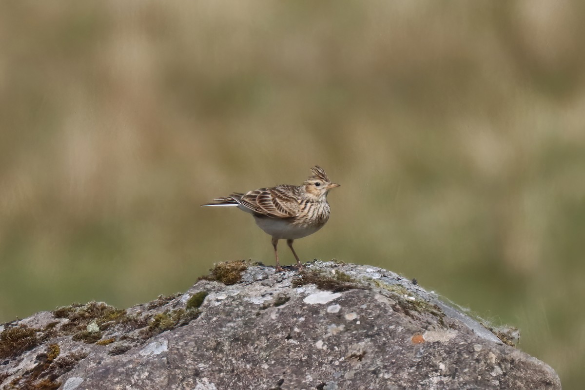 Eurasian Skylark - ML567243951