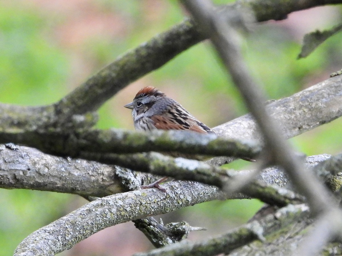 Swamp Sparrow - Robin M