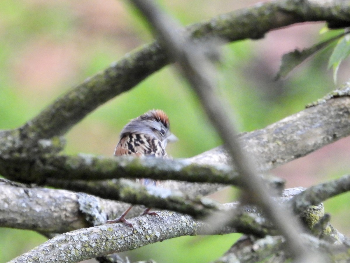 Swamp Sparrow - ML567244131