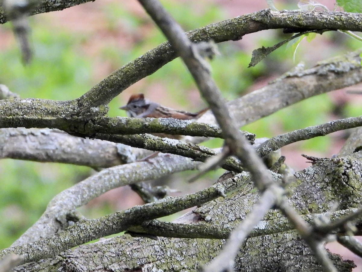 Swamp Sparrow - ML567244141