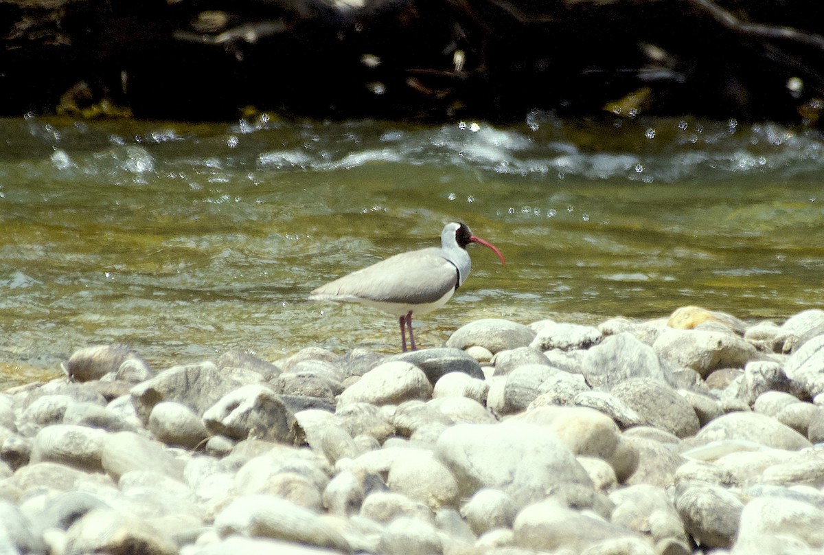 Ibisbill - Lakpa Tenzing Sherpa