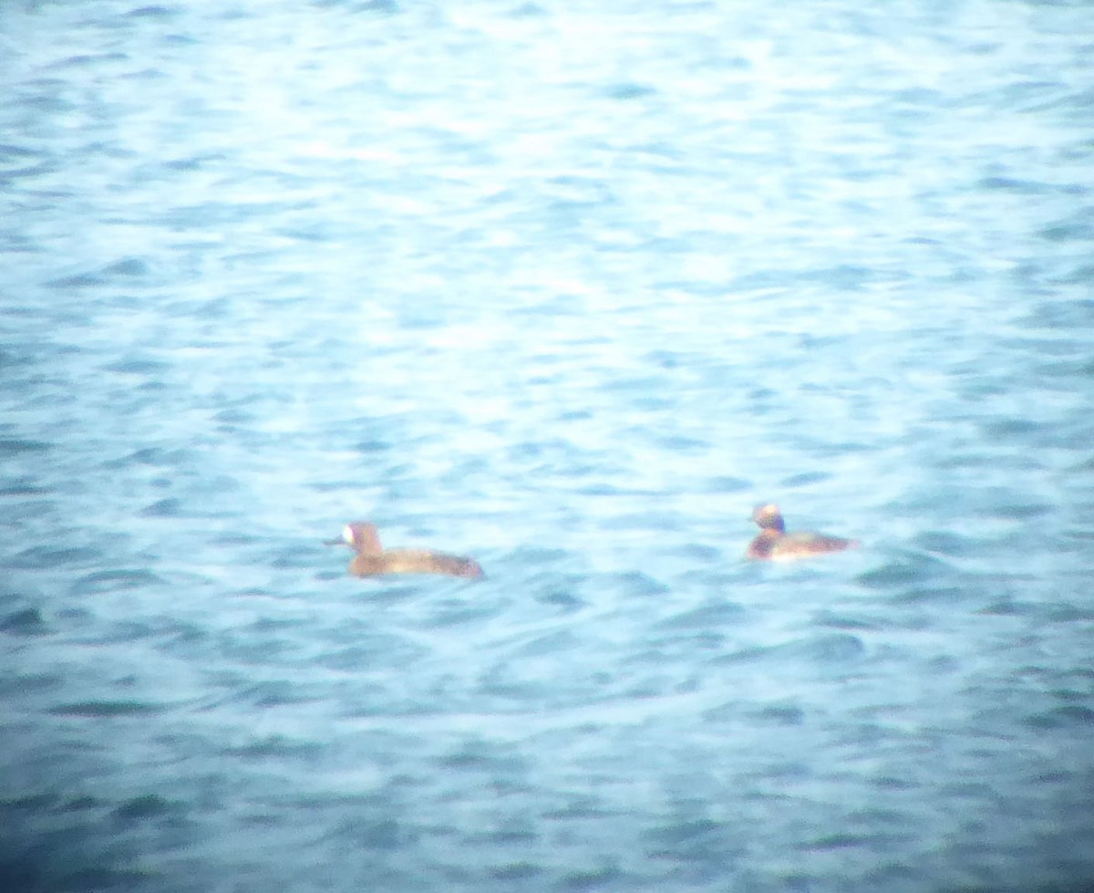 Horned Grebe - ML567245371