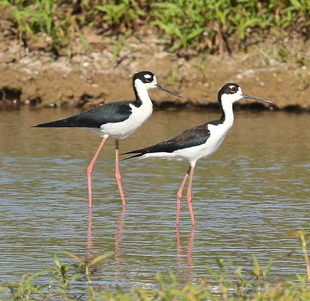 Black-necked Stilt - ML56724601