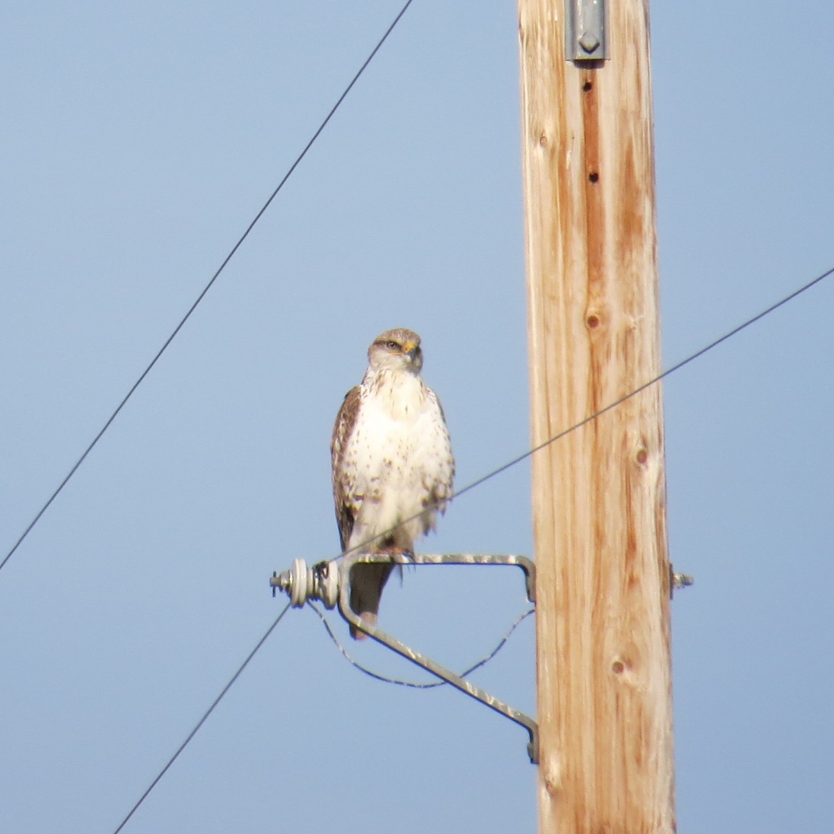 Ferruginous Hawk - raylene wall