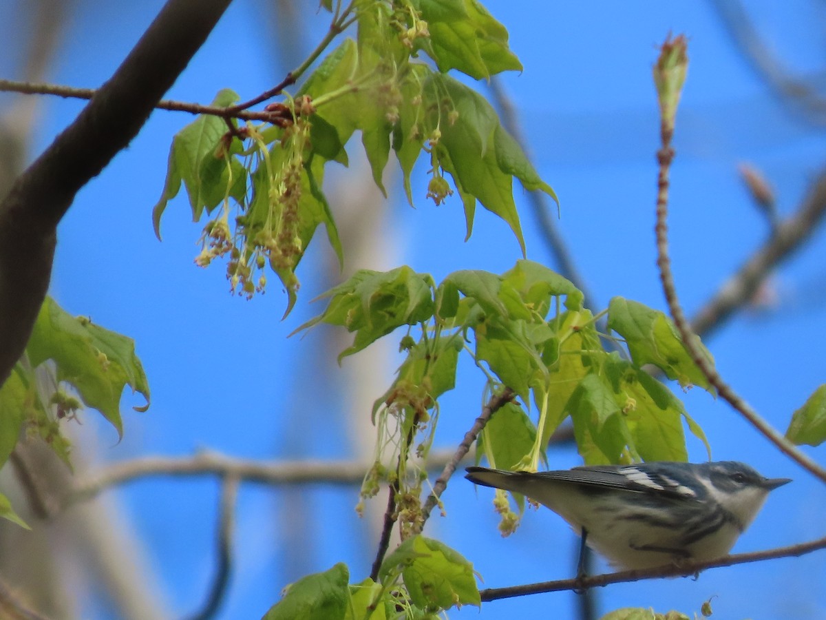 Cerulean Warbler - ML567246401