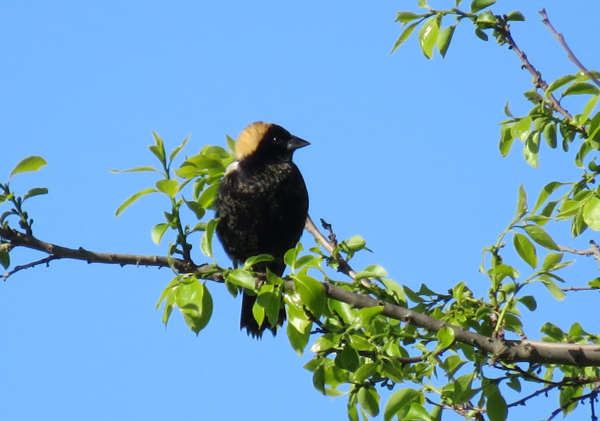 Bobolink - ML567249481