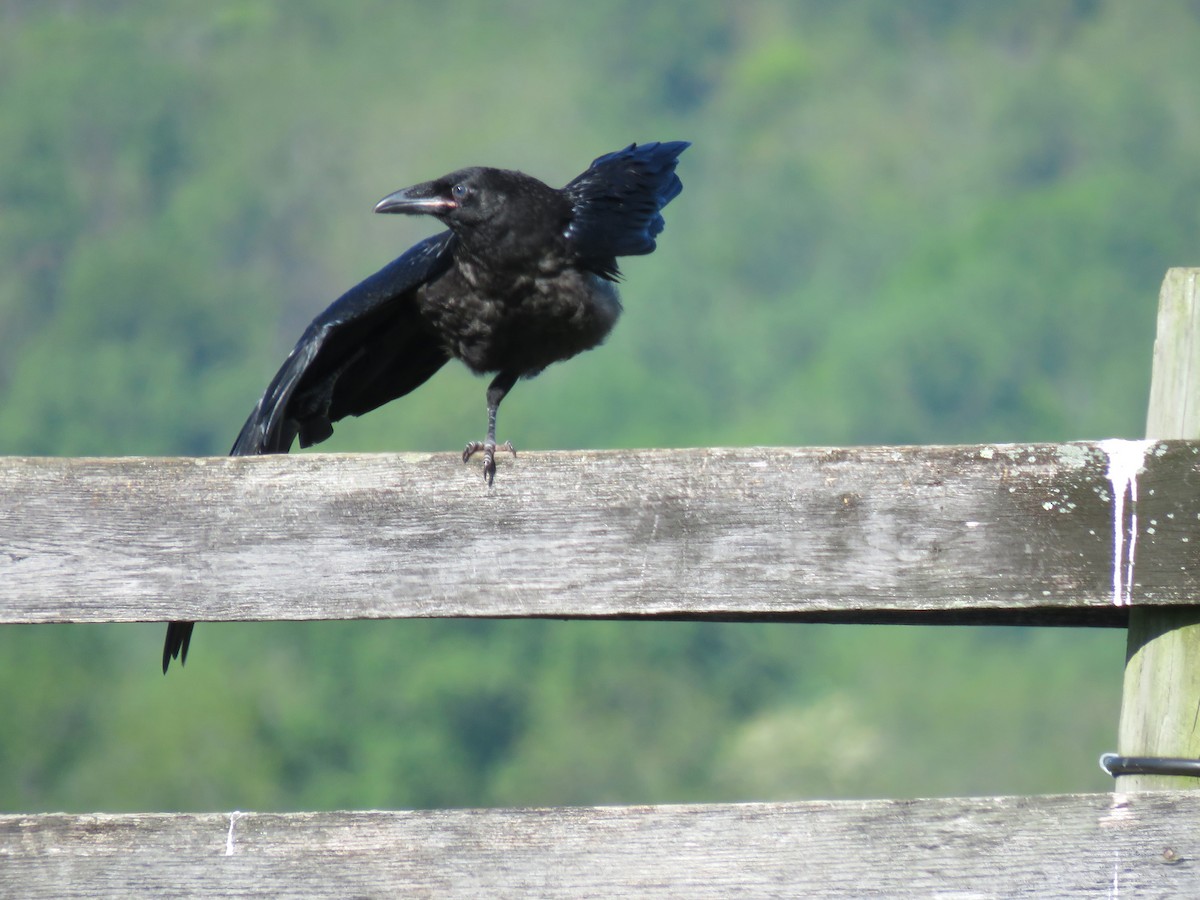 Common Raven - ML567250261