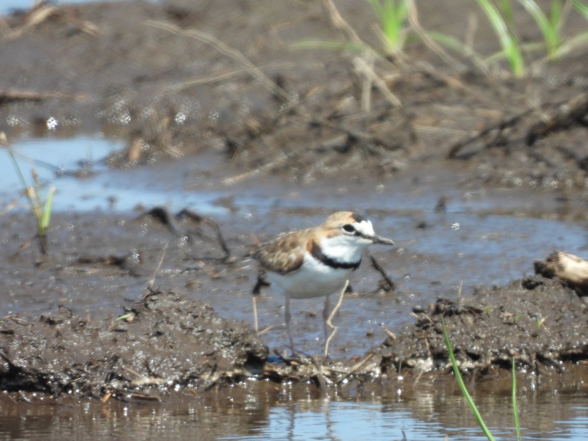 Collared Plover - ML567250391
