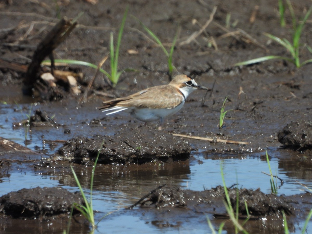 Collared Plover - ML567250401