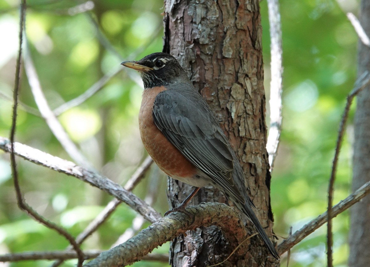 American Robin - ML567250861