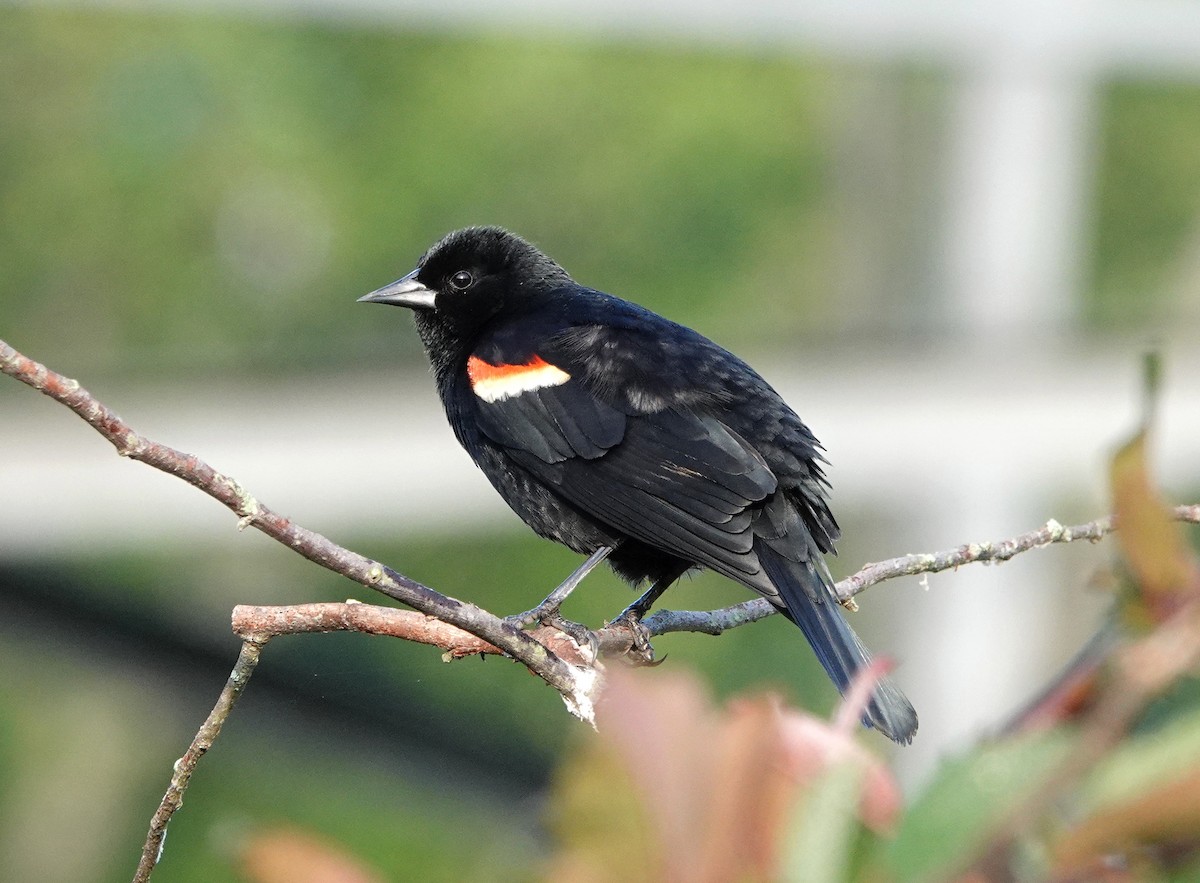 Red-winged Blackbird - ML567250911