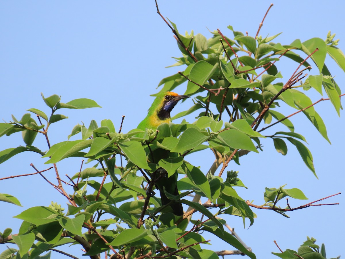 Golden-fronted Leafbird - ML567252021