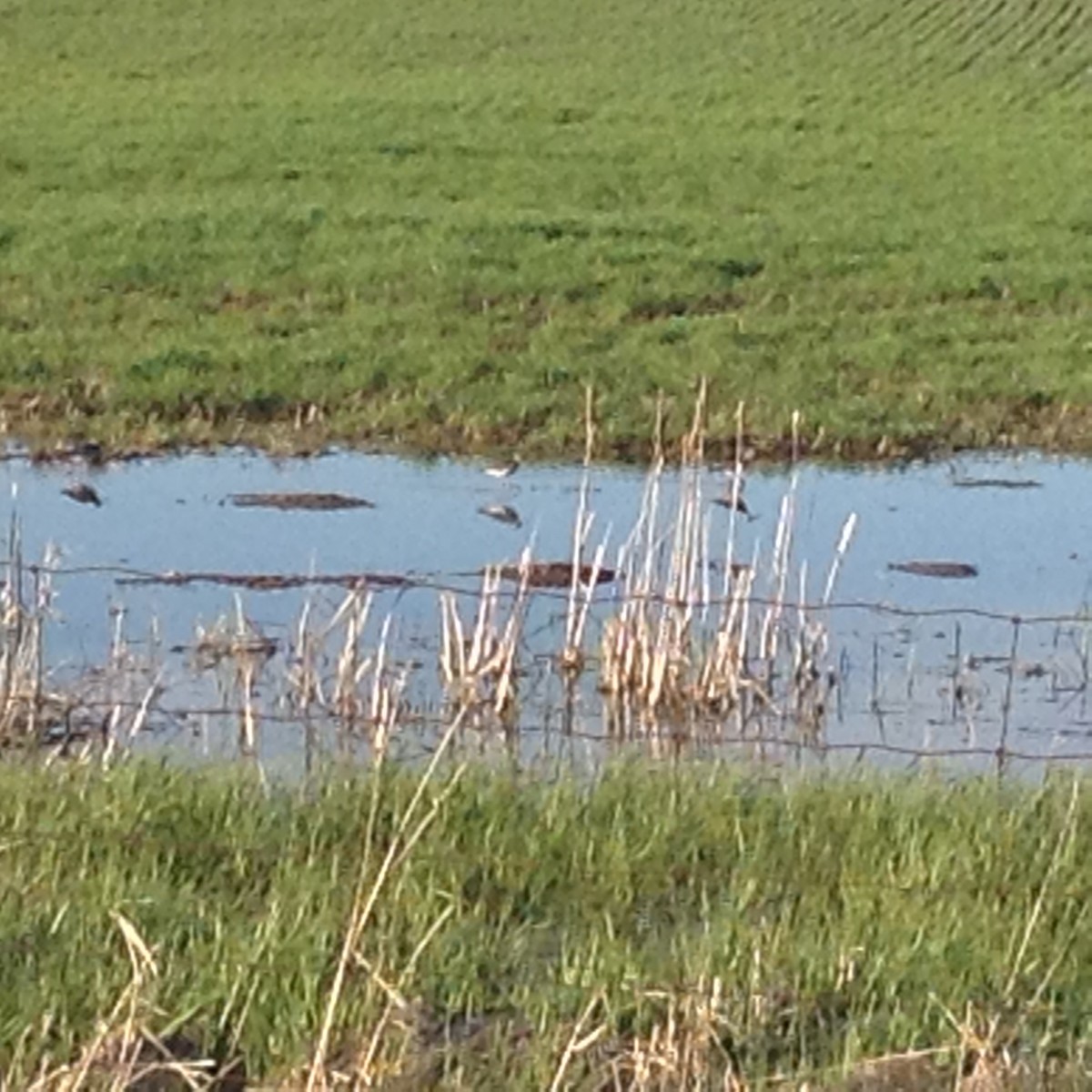 gulbeinsnipe/plystresnipe - ML56725381