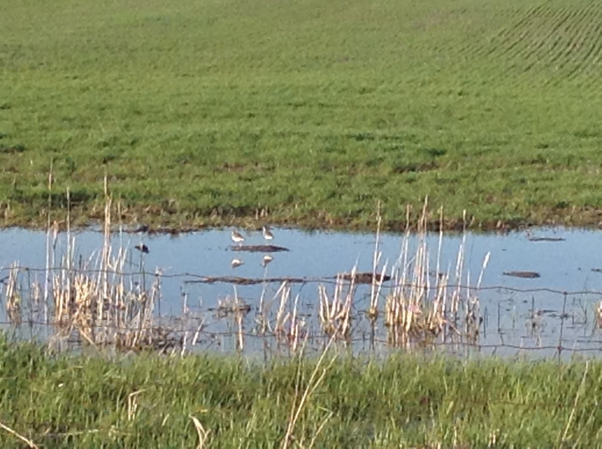 gulbeinsnipe/plystresnipe - ML56725401