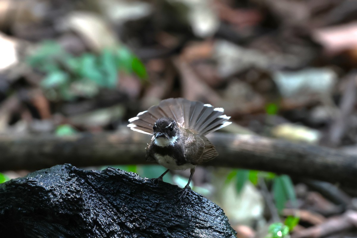 Malaysian Pied-Fantail - ML567254141